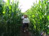 Maislabyrinth