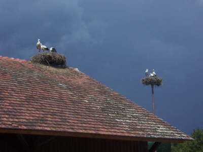 Affenberg - monkeys mountain Salem