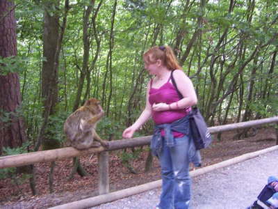 Affenberg - monkeys mountain Salem